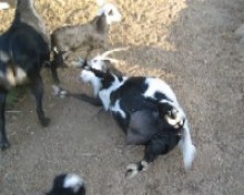 Goat Roper Ranch Mo
